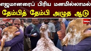 எஜமானரைப் பிரிய மனமில்லாமல் தேம்பித் தேம்பி அழுத ஆடு | Goat | Bakrid |  Web Special | Sathiyam TV