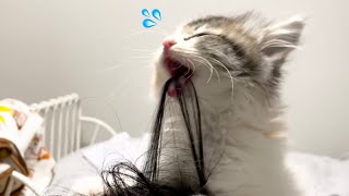 【保護子猫】子猫の一生懸命な愛情表現が最高に尊かった…