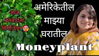 चला आज दाखवते अमेरिकेतील माझ्या घरातील Moneyplant | अमेरीकेत बनवला अस्सल महाराष्ट्रातील गाव चा ठेचा