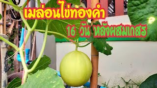 🤠🍈เมล่อนไข่ทองคำ,ปลูกเมล่อนหน้าบ้าน🍈🍀