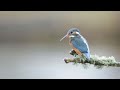 Kingfisher UK - Footage of Kingfishers in Yorkshire