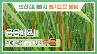 [안산갈대습지 슬기로운 탐방] 궁금해요! 갈대습지생물 10종 - 부들