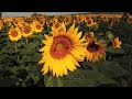 a half million sunflowers in full bloom delaware online news video