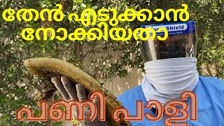 ദുബൈലെ തേൻ ഈച്ചയ്ക്കെന്താ കൊമ്പുണ്ടോ // വീട്ടിൽ തേൻ എടുക്കാൻ നോക്കിയപ്പോൾ