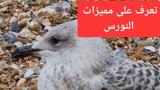 تعرف على مميزات طائر النورس 🐦