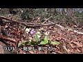 カタクリの花咲く冠山（広島県）・寂地山（山口県）