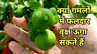 क्या गमला में फलदार पौधे लगाए जा सकते हैं । how we grow fruit plant in containers