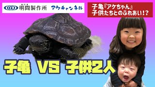 【クサガメ子亀】子亀VS 子供2人！ver.2『はーちゃんとみっくん』と『クサガメアケちゃん』