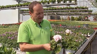 Sonnenanbeter: Pelargonien blühen heuer pastell