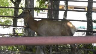 2013年8月6日　旭山動物園　ワピチ　サチ