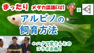 【ハクア堂コラボ！】アルビノの飼育方法　まったりメダカ談議EX01　2020.8