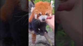 这也太迷人了吧This is a charming little panda#lovely  #cute #cutepanda #redpanda #vlog #littlepanda