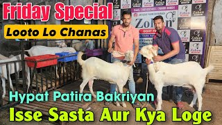 Isse Sasta Aur Kya Loge Hypat Patira Goat At ZOHAN GOAT FARM | Sab Se Sasti Bakriyan In Bhiwandi