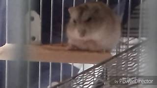 寝ぼけて落ちるハムスター Hamster falling asleep