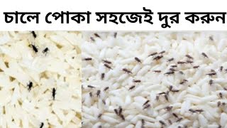 চালে পোকা লাগলে কি করবেন, চালে পোকা দূর করার উপায়, সহজেই চালের পোকা দুর করুন। #rice #damagerice