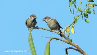 A couple of playful Sparrows