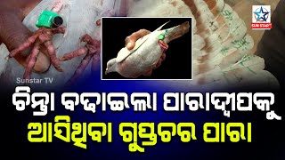 ପାରାଦୀପ ମଝିସମୁଦ୍ରରୁ ସନ୍ଦିଗ୍ଧ ପାରା ଉଦ୍ଧାର, ଦେହରେ ଲାଗିଛି କ୍ୟାମେରା ଓ ଚିପ୍