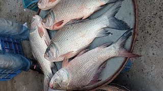 কোনাখোলা মাছ বাজার।। Konakhola Fish Bazer।।part 1-16/11/24ইং