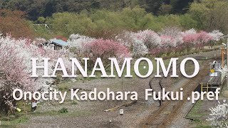 HANAMOMO 〜花桃〜　福井県大野市勝原駅　越美北線小旅行