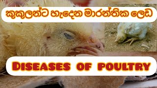 කුකුලන් ට හැදෙන රෝග. diseases of poultry .