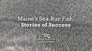 Maine’s Sea-Run Fish: Stories of Success (Pre-recorded Webinar)