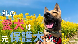 Where to pick up dogs to be slaughtered ...[English Sub]