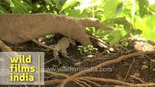 Close up of Monitor lizard at Arki in Himachal Pradesh