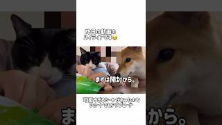 猫草を植えるのを手伝ってくれた猫が可愛い  #柴犬 #猫 #犬 #元野良猫 #保護猫 #癒しのペット #おもしろい #ペット #cat #dog #shiba #shibainu #癒し #犬と猫