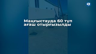 Маңғыстауда 60 түп ағаш отырғызылды