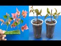 Growing Bougainvillea Plant Cutting Using Aloe Vera Gel#Shorts