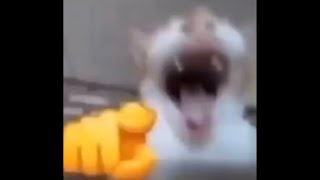 Cat Laughing Meme Sound Effect.