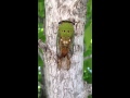 Cicada on tree making its distinctive sound