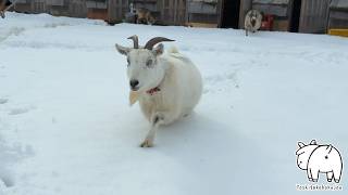 新雪を歩くヤギたちのまとめ集　2024年1月12日　手作りヤギ牧場 吉がけ牧場 #animals