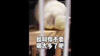 我家虎皮在宿醉啦😂#療癒 #shorts #虎皮鸚鵡 #budgerigar #可愛 #萌寵 #parrot