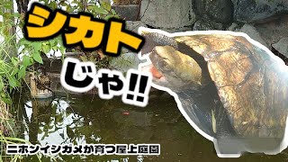 【ニホンイシガメが育つ屋上庭園】イシガメにシカトされます　#ニホンイシガメ  #カメ飼育  #爬虫類  #イシガメ  #屋上