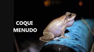 COQUI ------MENUDO