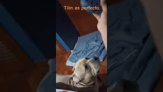 EL AMIGO FIEL, LEAL, SUPER INTELIGENTE. TILIN. #perros #perritos #mascotas