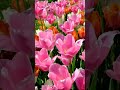 pink tulips swaying in the wind