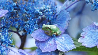 雨上がり、紫陽花とまったりするアマガエル達　(那須塩原市・東那須野公園)　2021年6月26日