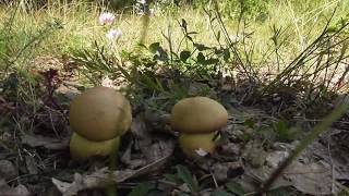 Butyriboletus fuscoroseus - hríb nádherný , SVK, 17.09.2019