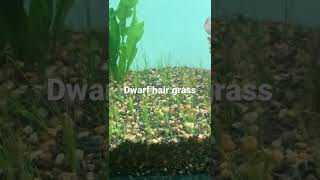 Aquarium plants Dwarf hair grass planting, correct way to plant dwarf grass for a carpet like look