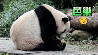 圓寶吃完芭樂覓食後開心吃竹葉,手臂接住了窩窩頭好可愛😆|Giant Panda Yuan Bao 2:00 pm mukbang,圆宝,貓熊,大貓熊,大熊貓