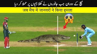 10 Most Unbelievable Animal Attacks in Cricket Match
