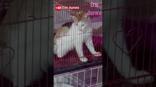 KEMARIN KUCINGKU INI HILANG SETENGAH BULAN TERUS KEMBALI LAGI KE RUMAH SI MOZZA #shortsvideo #cat