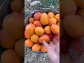 apricot harvesting time viral 🔥 short trending apricot harvesting tiktok car cow amazing