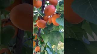 Apricot Harvesting Time #viral 🔥 #short #trending #apricot #harvesting #tiktok #car #cow #amazing