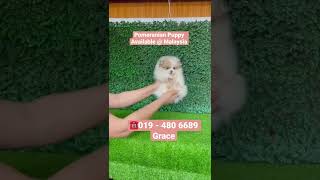 019 - 480 6689 Grace. Pomeranian Puppy Available @ Malaysia. Male puppy. 2 month old.