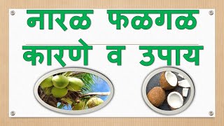 नारळ फळगळ कारणे व उपाय I How to Make Coconut Hold More Fruits #coconut #naral