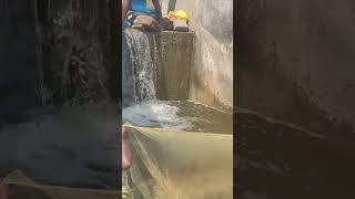 ☄️☄️வாய்க்கால் முழுவதும் மீன் தான் | quick fishing video | #fishing #trending #shorts #viral_video |