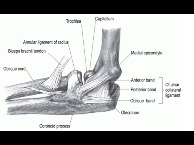 Ulnar Collateral Ligament Elbow